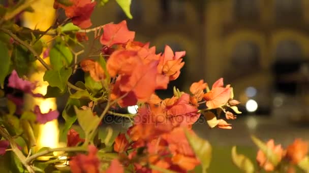 Árbol floreciente en el jardín — Vídeo de stock