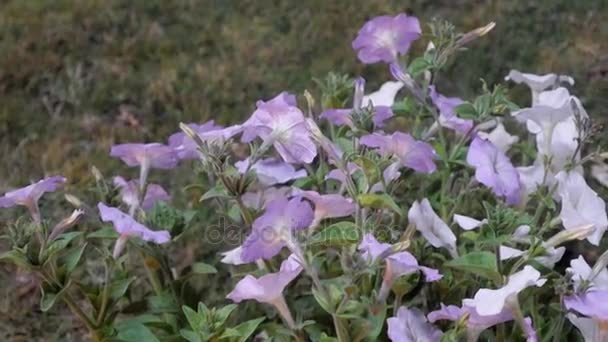 Petunia Flores en la terraza — Vídeo de stock