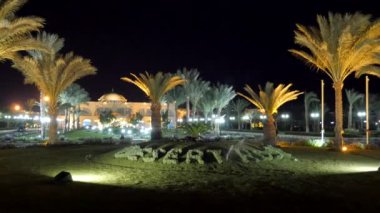 Palmiye ağaçları ile yeşil çim