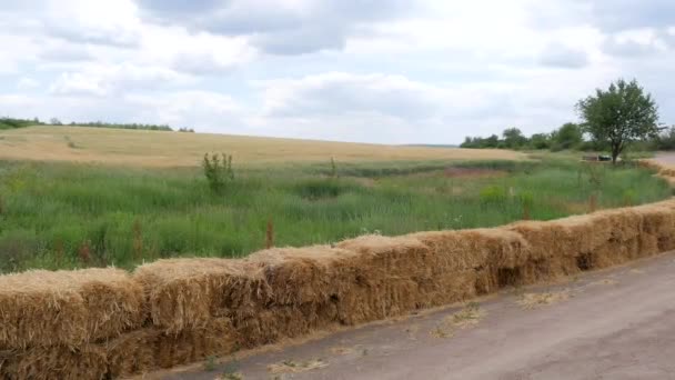 Rogge veld op Blue Sky achtergrond — Stockvideo