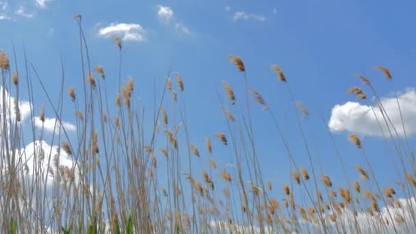 Reeds contra o céu azul — Vídeo de Stock