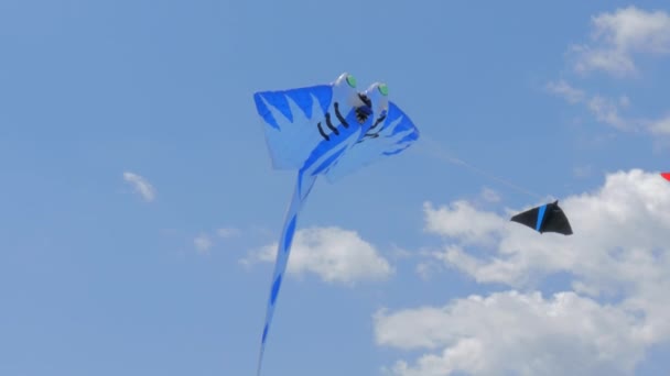 Stingray Shaped Kite and Two Twin Kites — Stock Video