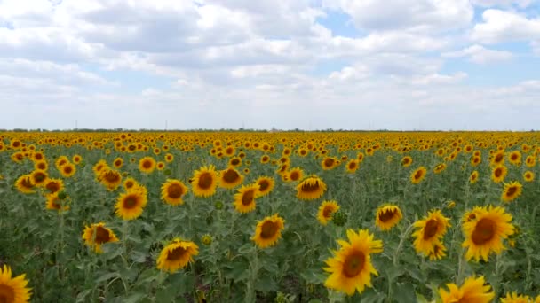 Le paysage des tournesols 