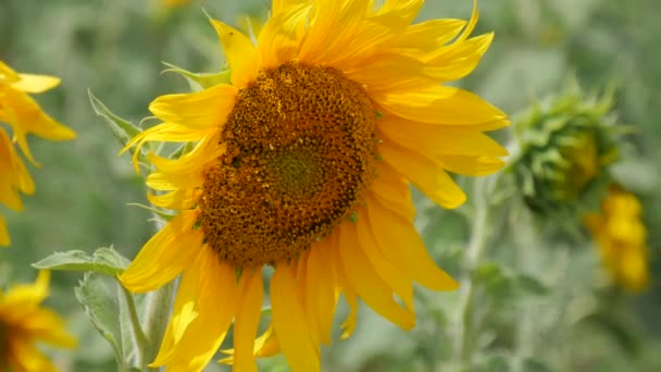 Gros plan Plan du tournesol 