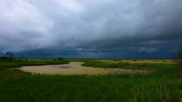 Green Reeds Pond Background Storm Sky — Stock Video