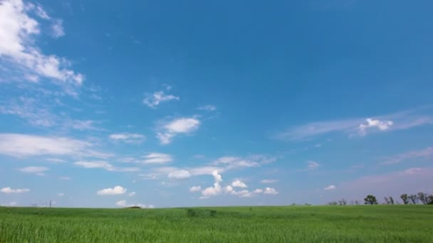 Grönt Fält Och Molnigt Himmel — Stockvideo