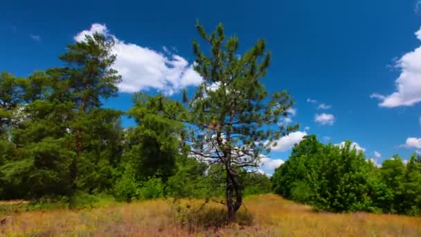 Ochtend Het Bos — Stockvideo