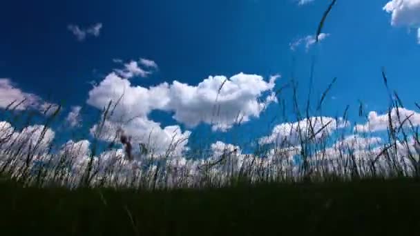 Green Field Cloudy Sky — Stock Video