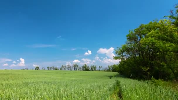 Grönt Fält Och Molnigt Himmel — Stockvideo