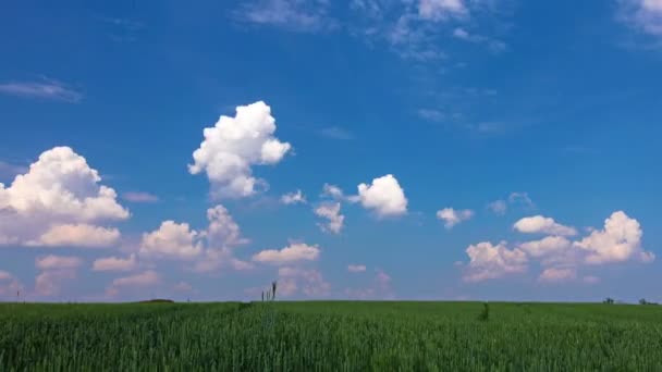 Zelené Pole Oblačná Obloha — Stock video