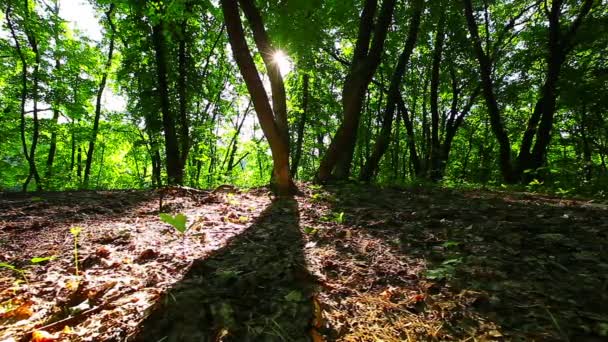 Manhã Uma Floresta — Vídeo de Stock