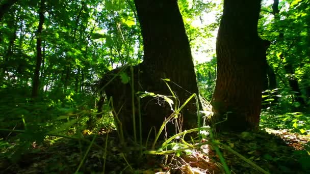 Matin Dans Une Forêt — Video