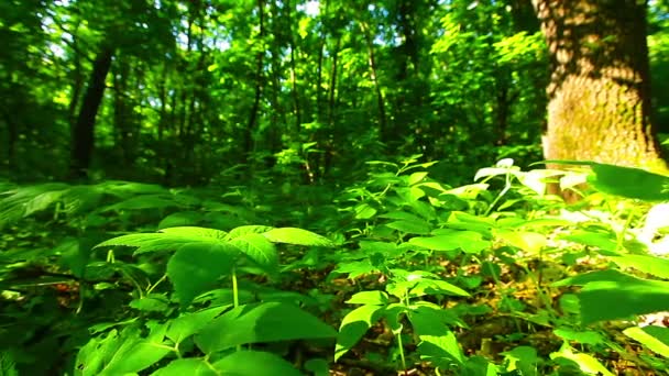 Morgen Einem Wald — Stockvideo