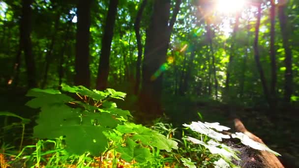 Rano Lesie — Wideo stockowe