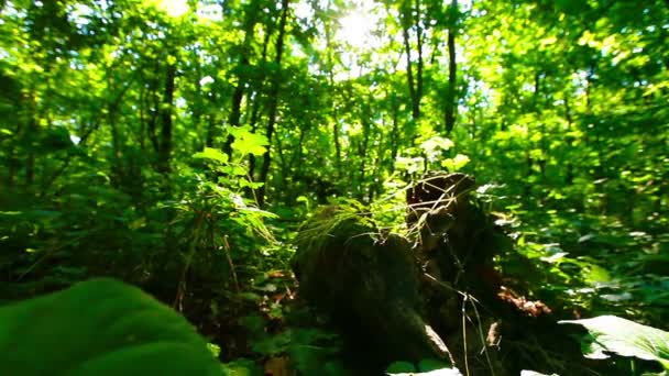 Bir Ormanda Sabah — Stok video