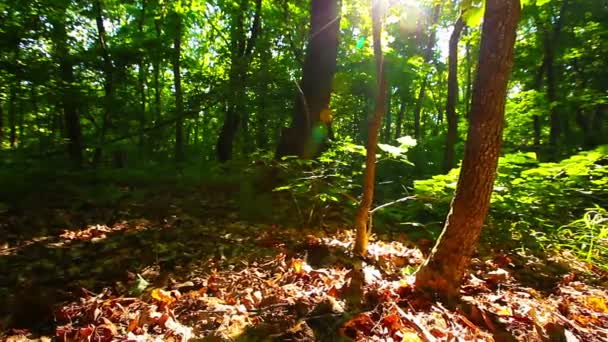 Ochtend Een Forest — Stockvideo