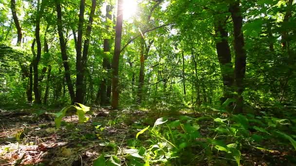 Manhã Uma Floresta — Vídeo de Stock