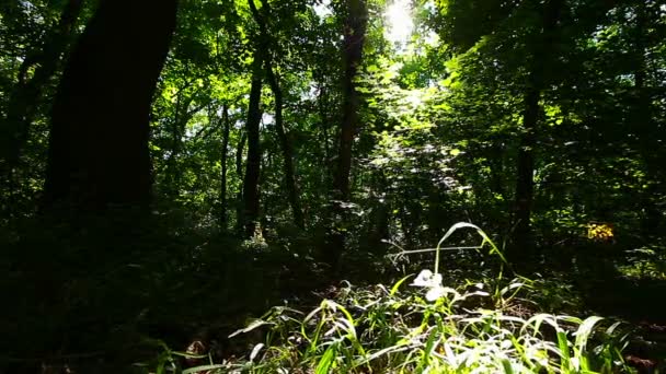 Morgen Einem Wald — Stockvideo