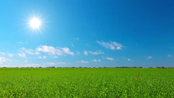 Groen Veld Bewolkte Lucht — Stockvideo