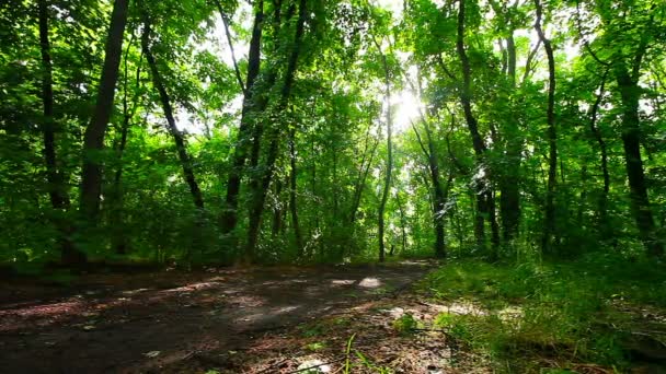 Manhã Uma Floresta — Vídeo de Stock