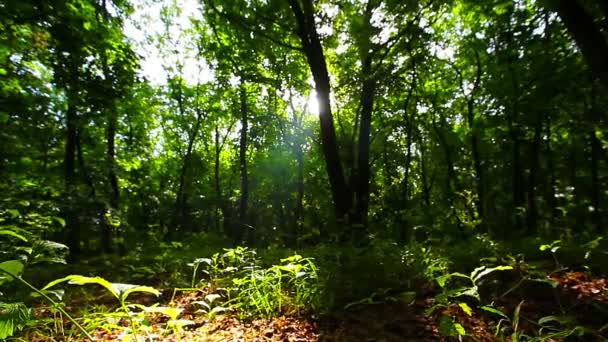 Manhã Uma Floresta — Vídeo de Stock