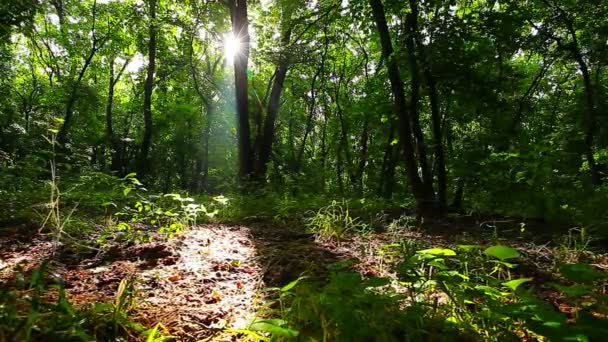 Manhã Uma Floresta — Vídeo de Stock