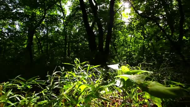 Πρωί Ένα Δάσος — Αρχείο Βίντεο