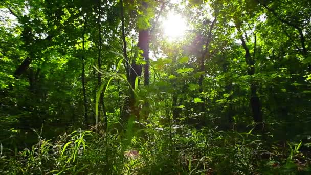 Manhã Uma Floresta — Vídeo de Stock