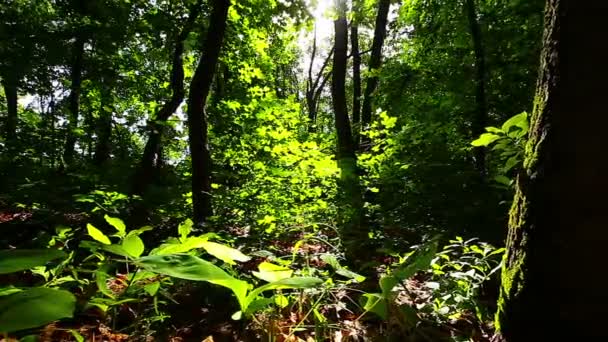 Matin Dans Une Forêt — Video