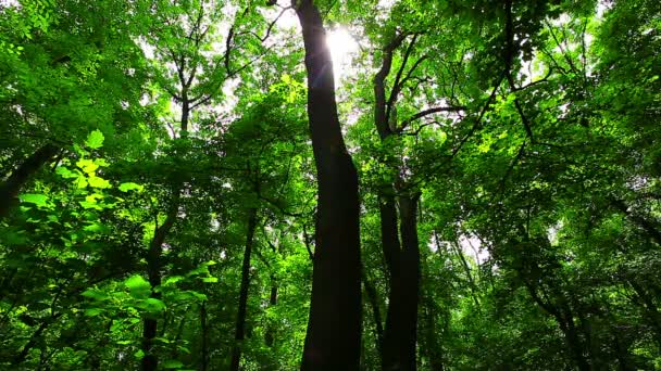 Mañana Bosque — Vídeos de Stock