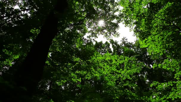 Mañana Bosque — Vídeo de stock