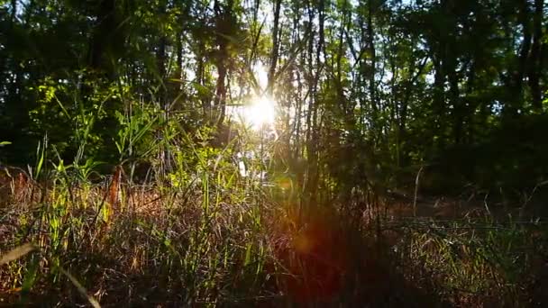 Manhã Uma Floresta — Vídeo de Stock