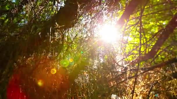 Matin Dans Une Forêt — Video