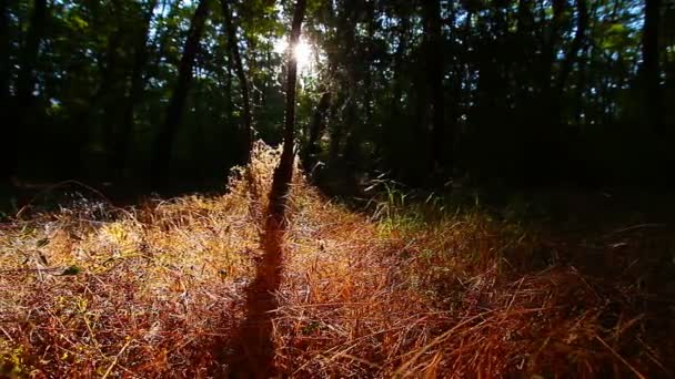 Manhã Uma Floresta — Vídeo de Stock