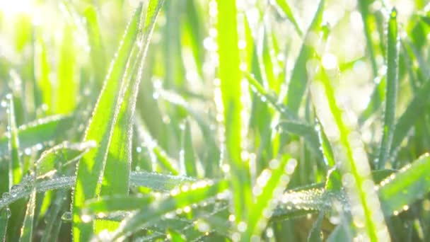 Green Grass Drops Morning Dew Timelapse — Stock Video