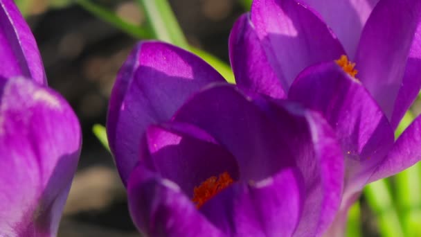 Zeitraffer Blume Krokusblüte — Stockvideo