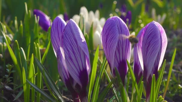 Time Lapse Fleur Crocus Floraison — Video
