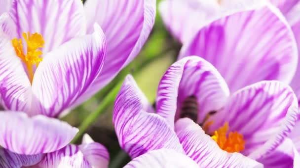 Time Lapse Fiore Crocus Fioritura — Video Stock