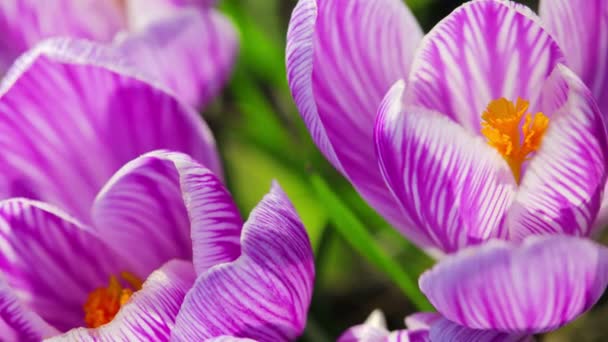 Tempo Lapso Flor Crocus Florescendo — Vídeo de Stock