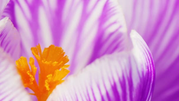 Time Lapse Blomma Crocus Blommande — Stockvideo