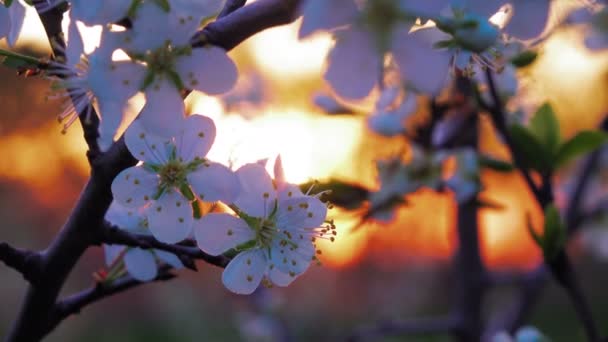 夕日を背景に タイムラプス開花ツリー — ストック動画
