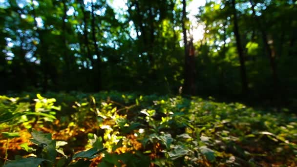 Mañana Bosque — Vídeo de stock