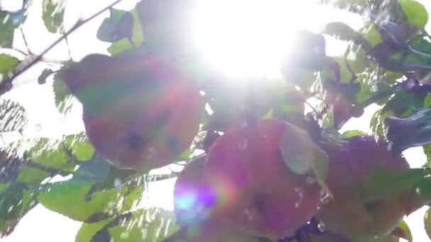 Manzanas Maduras Gotas Agua Cámara Lenta — Vídeos de Stock