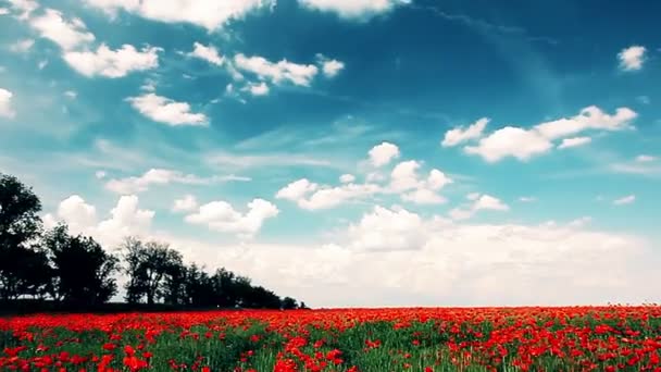 Feld Aus Roten Mohnblumen Und Bewölktem Himmel — Stockvideo