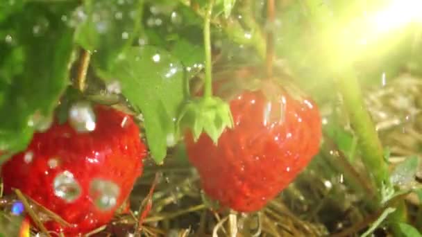 Red Strawberries Raindrops Slow Motion — Stock Video