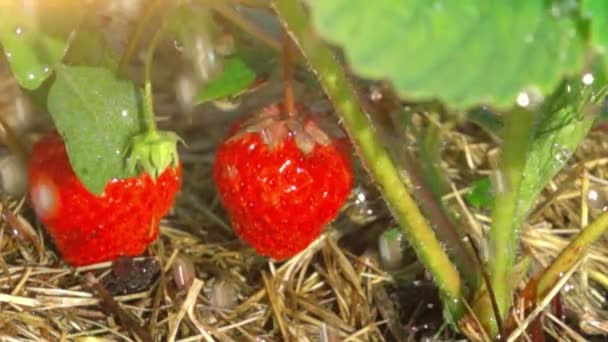 Κόκκινες Φράουλες Και Σταγόνες Βροχής Αργή Κίνηση — Αρχείο Βίντεο