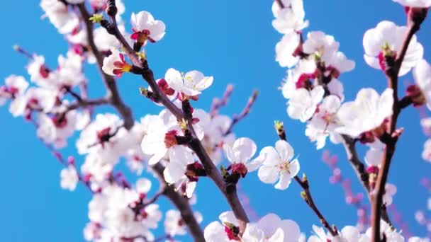 Aprikos Blommor Blommar Våren — Stockvideo