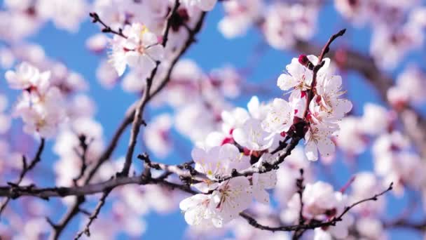 Abrikozenbloemen Bloeien Het Voorjaar — Stockvideo