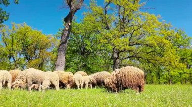 koyun sürüsü üzerinde yeşil bir çayır grazes.