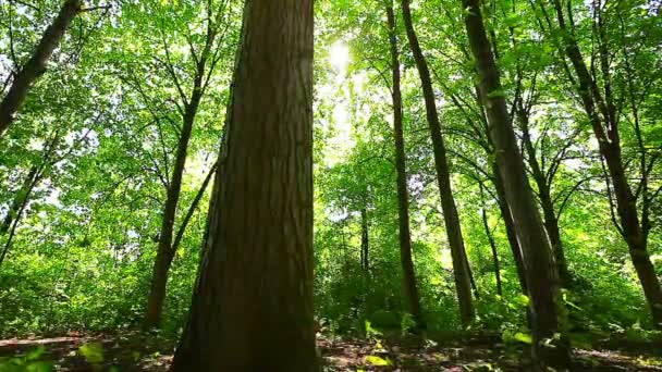 Mañana Bosque — Vídeos de Stock